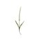 Bloomingville Foxtail – kuva 4