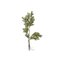 Bloomingville Pine – kuva 1