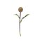 Bloomingville Protea – kuva 1