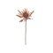 Bloomingville Protea – kuva 2