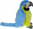 Sininen papukaija 25cm - Dubi