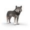 Schleich American Wolf – kuva 6