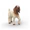 Schleich Boer Goat kid – kuva 6
