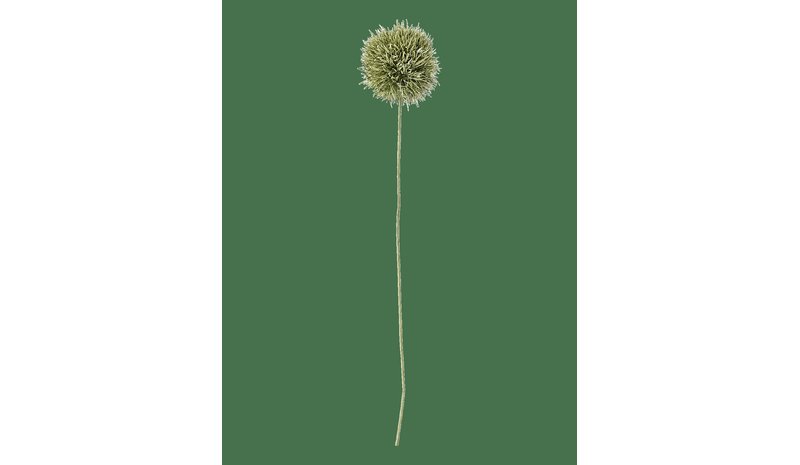 Bloomingville Allium
