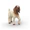 Schleich Boer Goat kid – kuva 7