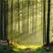 Black Forest LAUTA – kuva 1