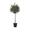 Tekokasvi Olive, K120 cm – kuva 4
