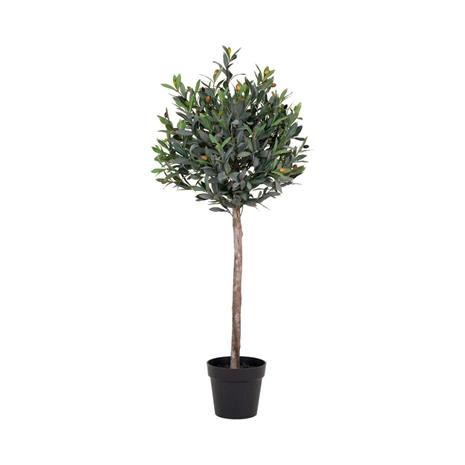 Tekokasvi Olive, K120 cm – kuva 4/4