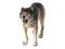 Schleich Wild Life 14821 Susi – kuva 5