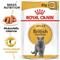 Royal Canin British Shorthair 85g, 48-pack – kuva 2