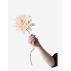 STUDIO ABOUT Paper Flower, Grand Dahlia - NUDE - L:46.0 cm
