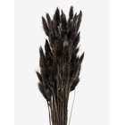 COOEE DESIGN Dried Flowers Lagurus Ash - BLACK - One Size