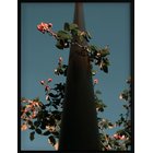 DEMOCRATIC GALLERY Poster Flowers - BLUE - 45X60
