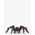 SCHLEICH Schleich Hp Aragog - MULTI - One Size