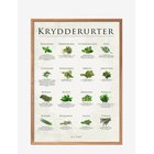 POSTER & FRAME Herbs - MULTI-COLORED - 50X70 cm