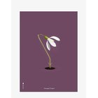 BRAINCHILD Snowdrop Purple - MULTI-COLORED - 70X100 cm