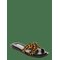 STEVE MADDEN Sofia-L - LEOPARD - 39 – kuva 1