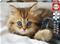 Educa 200 Kitten – kuva 2