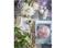 Bloomingville Phlox – kuva 3