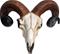 Nemesis: Rams Skull Medium (33cm) KOTIIN – kuva 3