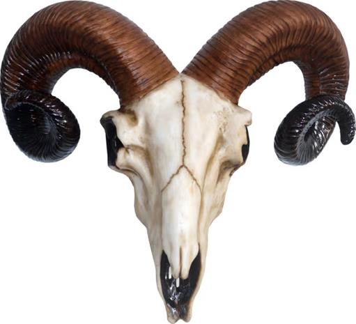 Nemesis: Rams Skull Medium (33cm) KOTIIN