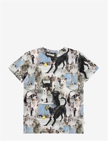 MOLO Ralphie - CURIOUS DOGS - 152