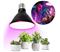 LED Kasvipolttimo VITABLOOM E27/9W/230V 1200K musta - Brilagi – kuva 2