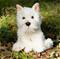 Animigos Westie -koira – kuva 5