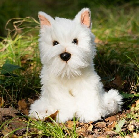 Animigos Westie -koira