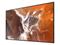 Sony FW-55BZ30PB (55"), LED-televisio – kuva 2