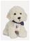 Teddy Hermann Sitting Labradoodle 28 Cm - White - ONE SIZE – kuva 2