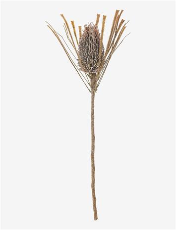 BLOOMINGVILLE Palmflower Stem - BROWN - H72 cm