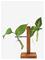 WINKEE Hydro Vases Fleur - BROWN - H8 cm – kuva 2