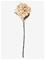 Bloomingville Hydrangea Stem - Cream - H65CM – kuva 5