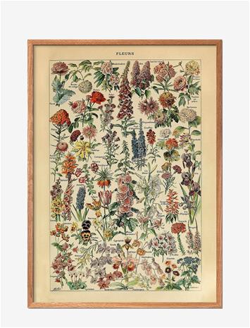 Poster & Frame Poster & Frame Fleurs - Multi/patterned - 50X70CM
