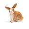 Schleich Kani, 4,3cm – kuva 3