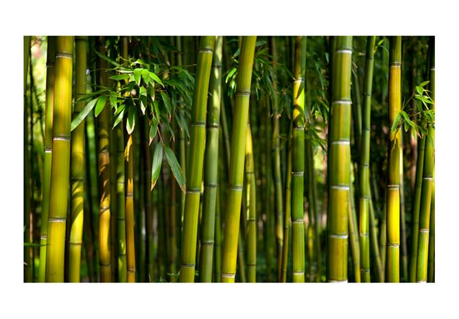 Artgeist Asian Bamboo Forest fototapetti