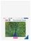 Ravensburger - Peacock - 500p (12001332) – kuva 7