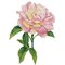Diamond Dotz Pink Rose with Frame DDK5.069 – kuva 1