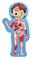 Hape Human Body E1635 – kuva 2