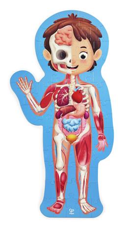 Hape Human Body E1635