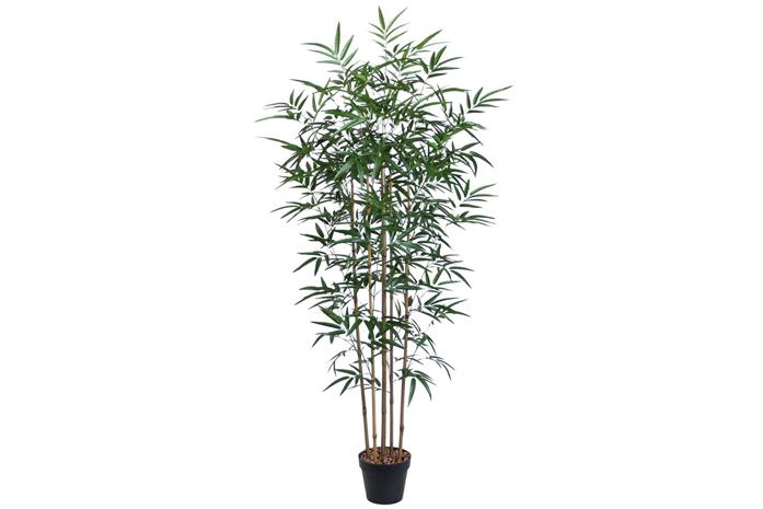 Home4you Bamboo 150 cm tekopuu