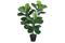 Home4you Fiddle Leaf tekopuu – kuva 2