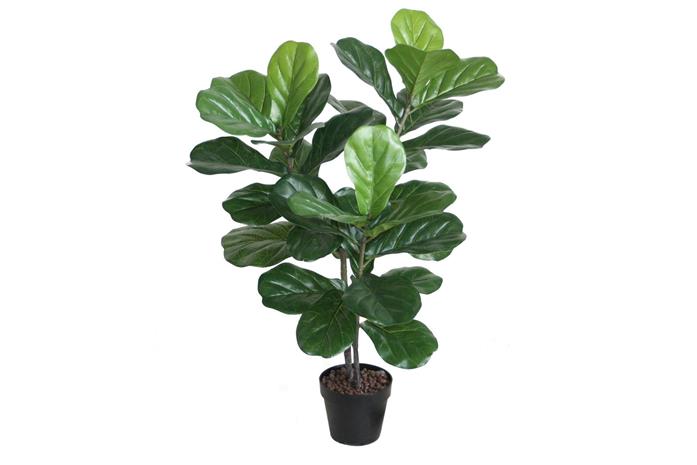 Home4you Fiddle Leaf tekopuu