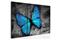 Kuva - The study of butterfly - triptych – kuva 5