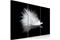 Kuva - A small feather – kuva 5