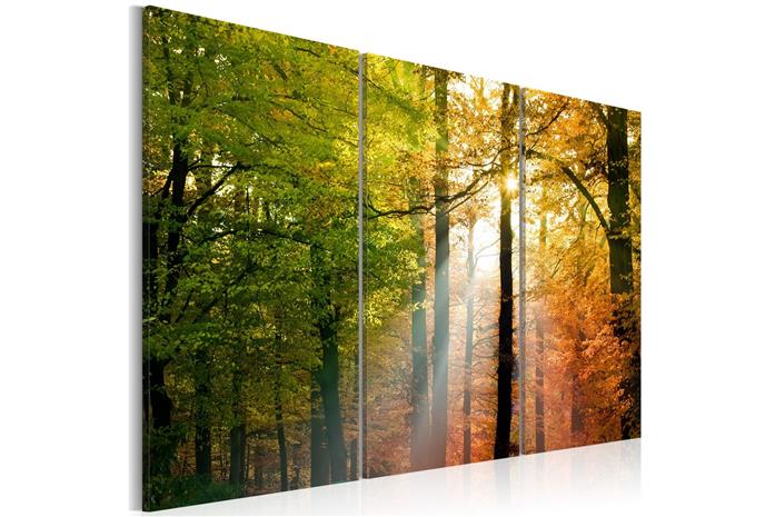 Kuva - A calm autumn forest
