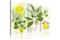 Kuva - Fruit: lemon – kuva 3