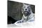 Kuva - White tiger – kuva 3