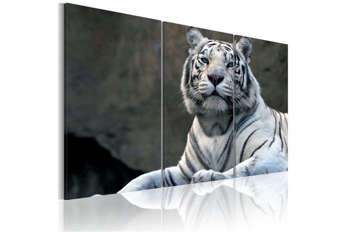 Kuva - White tiger